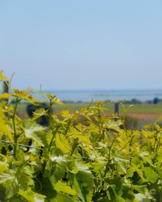 La Maison Des Vendangeurs Canet-en-Roussillon Dış mekan fotoğraf